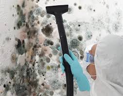 Reliable Horseshoe Bend, AR Mold Removal & Remediation Solutions